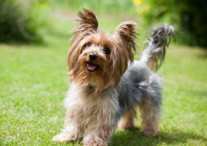 Mapcards 3D képeslap (15x10,5 cm) Yorkshire (fekvő)