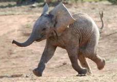 Mapcards 3D képeslap (15x10,5 cm) baby elefánt (fekvő)