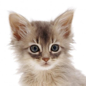 Mapcards 3D hűtőmágnes (7,5x7,5 cm), kölyök cica