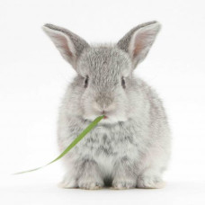 Mapcards 3D hűtőmágnes (7,5x7,5 cm), nyuszi