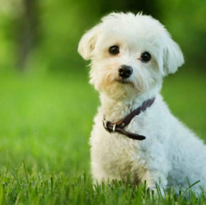 Mapcards 3D hűtőmágnes (7,5x7,5 cm), fehér kutyus