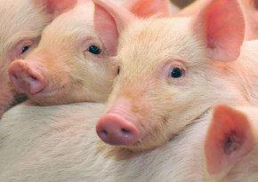 Mapcards 3D képeslap (15x10,5 cm) malacok (fekvő)