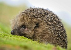 Mapcards 3D képeslap (15x10,5 cm), süni (fekvő)