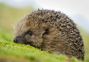 Mapcards 3D képeslap (15x10,5 cm), süni (fekvő)