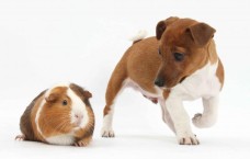 Mapcards 3D képeslap (15x10,5 cm) tengerimalac, kutyus (fekvő)