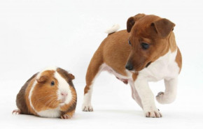 Mapcards 3D képeslap (15x10,5 cm) tengerimalac, kutyus (fekvő)