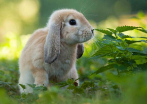 Mapcards 3D képeslap (15x10,5 cm) nyuszi zöld fűben (fekvő)